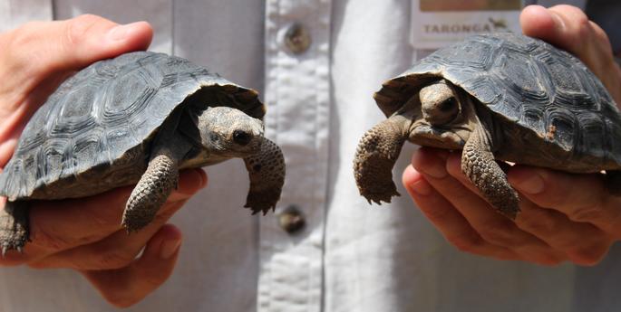 Galapagos hatchlings turn one!