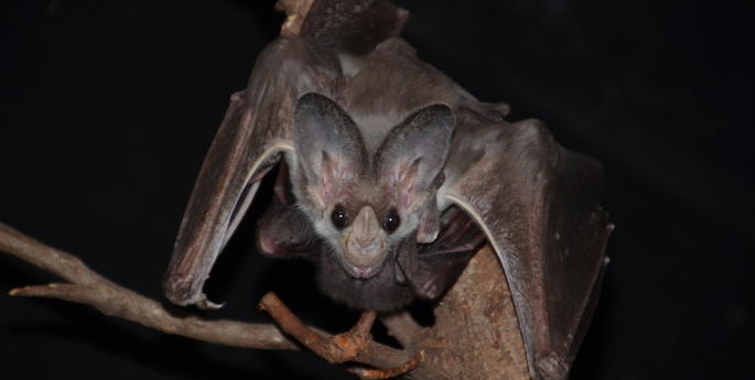 Ghostly pair born at Australian Nightlife