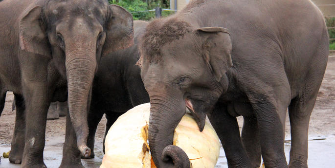 Record-breaking pumpkin on the menu for Taronga’s elephants