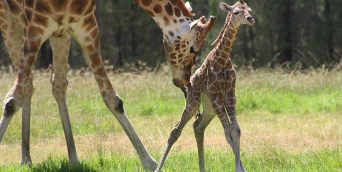 Then there were four!