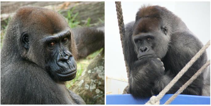 Frala returns to Taronga’s New-look Gorilla Family