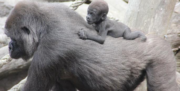 Mjukuu learns to ride