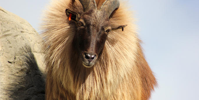 He's bringing sexy baaack