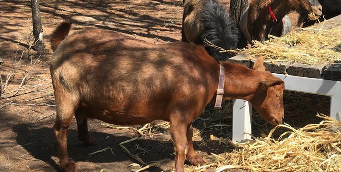 Goats arrive for new Pride Lands exhibit