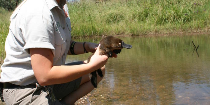 Platypus found at the golf course