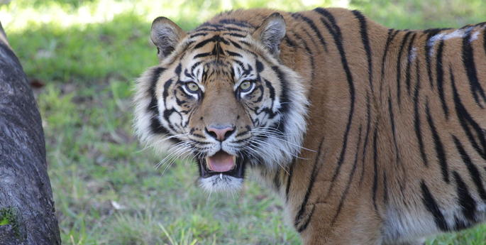 Sakti on the prowl at Taronga Western Plains Zoo