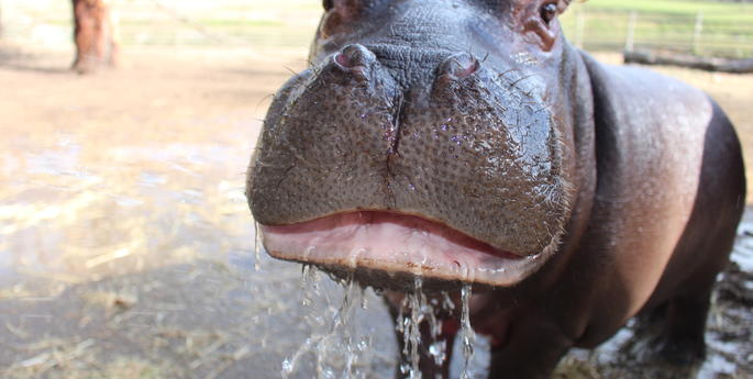 Kibibi the hippo calf turned 1!