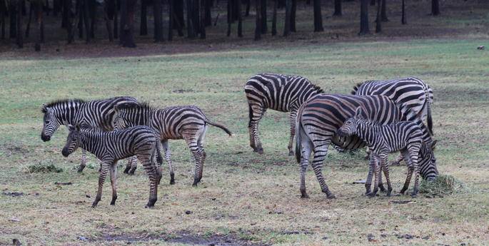 Zoo welcomes two stripey new arrivals