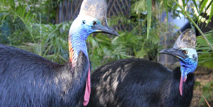 Hopes for Cassowary breeding success this season