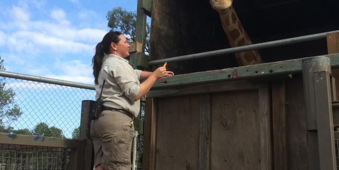 Khewzi moves to African Savannah exhibit