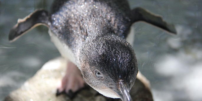 Little Penguins returned to the wild