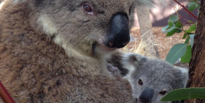 Koala joey emerges from the pouch at the Zoo