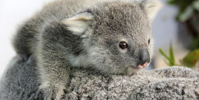 Koalas are counting on you