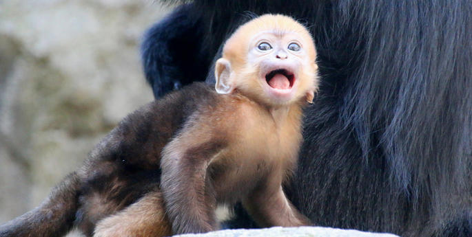 Bright Orange Francois’ Langur born at Taronga