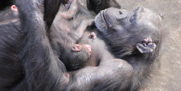 Chimp community continues to grow