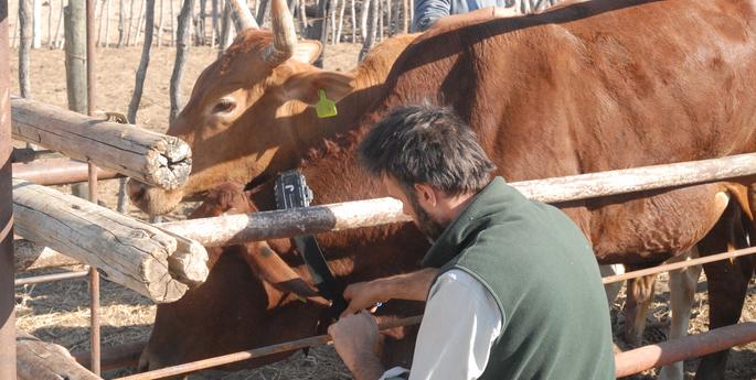 i-cow project moving forward