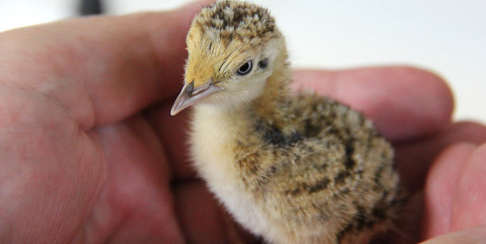 Plains-wanderer joins koala on iconic species listT