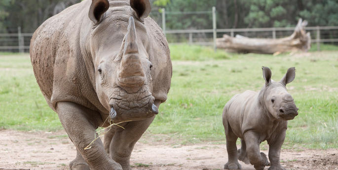 WILD BABIES ABOUND AT THE ZOO THESE SCHOOL HOLIDAYS