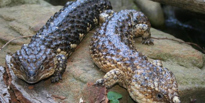 Love in the animal kingdom