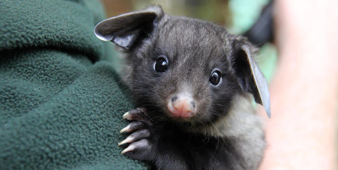 Orphaned glider gives birth to first joey at Taronga