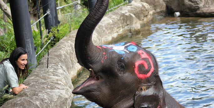 Taronga expects elephant calf in 2017