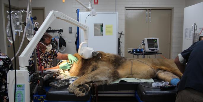 Dental surgery fit for a king