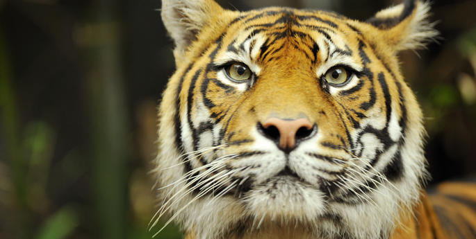 Taronga says 'see you later' to our tigers