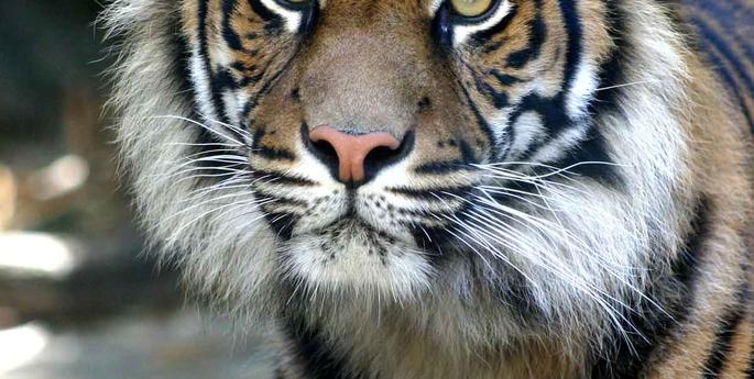 Regional Symposium Takes Action as Palm Oil Changes Continents