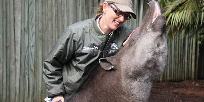 Taronga’s Tapir enjoys a winter pampering