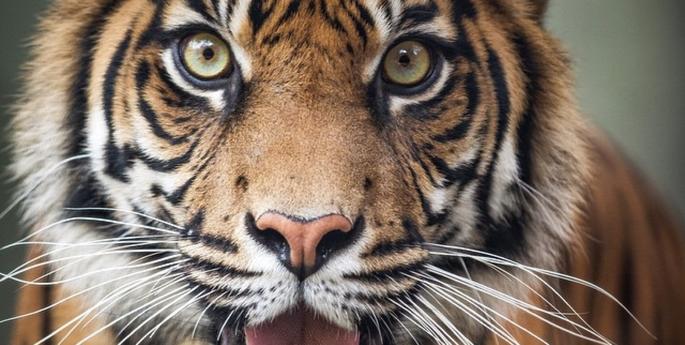 Simple choices can help save tigers