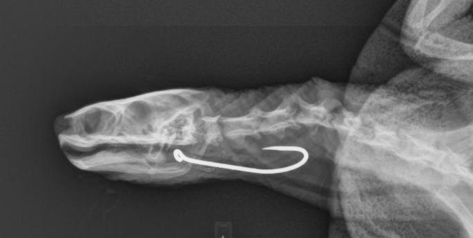 Turtle gets a helping hand