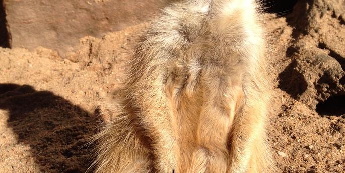 Western Plains Zoo sees a changing of the guard