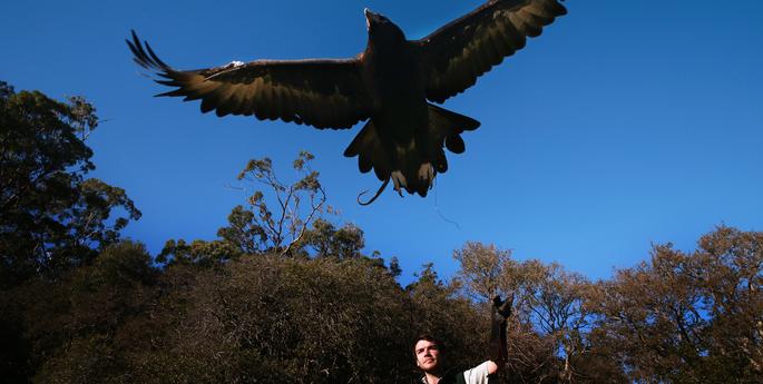 Gina the Wedge-tailed Eagle Soars