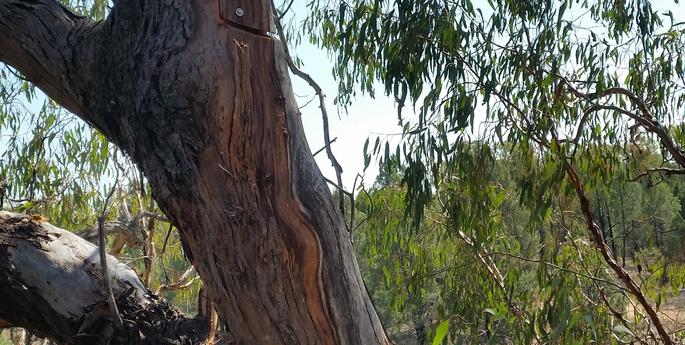 Inviting native wildlife to the Sanctuary