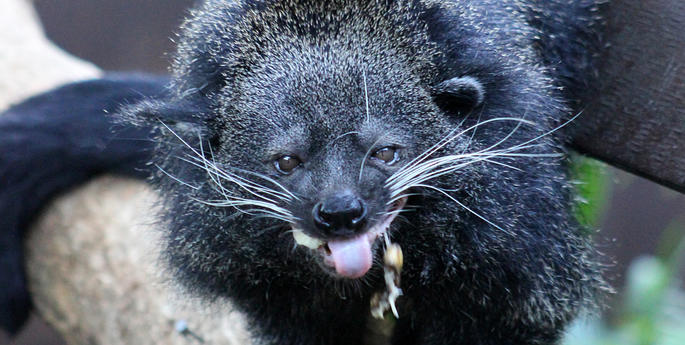 Celebrating Taronga’s banana-loving Binturong