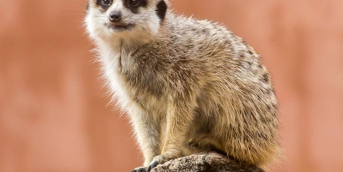 The Today Show is in town!