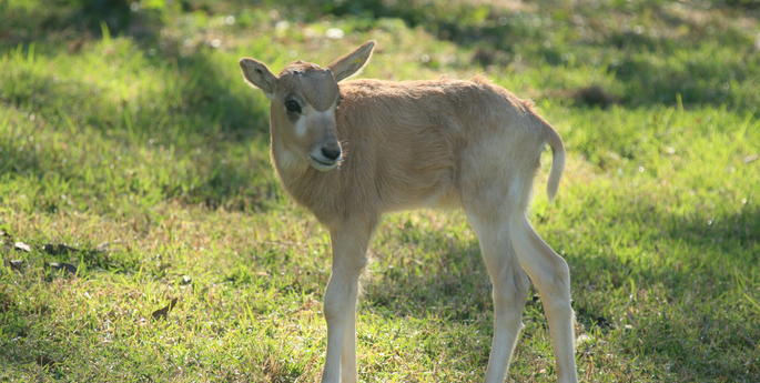 Rare Addax Calf Born