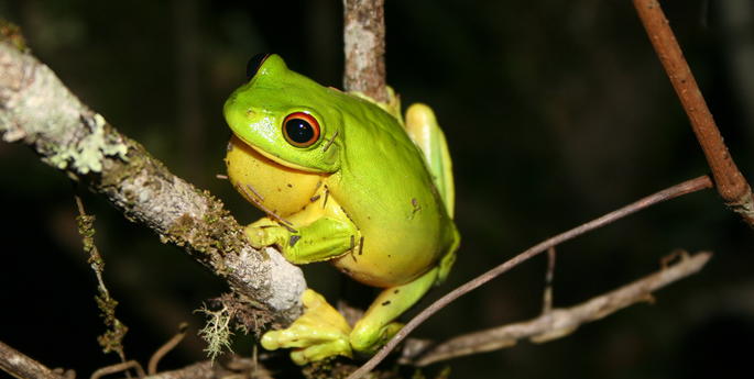 Red-eyed wonders continue to grow