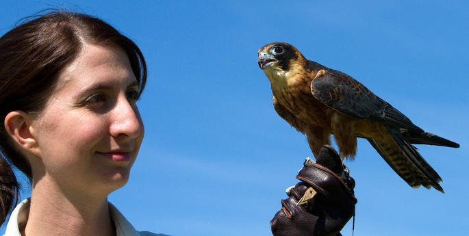 Bird Show Welcomes 'Mini' Raptor