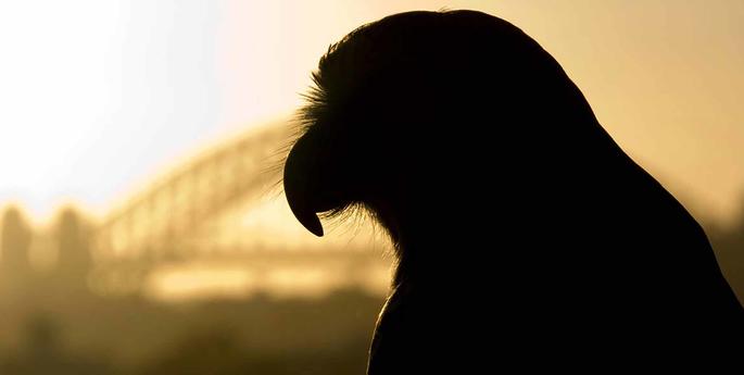 Why installing a nest box in your backyard is a good idea