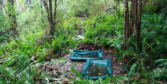 Egg release brings new hope for Corroboree Frogs