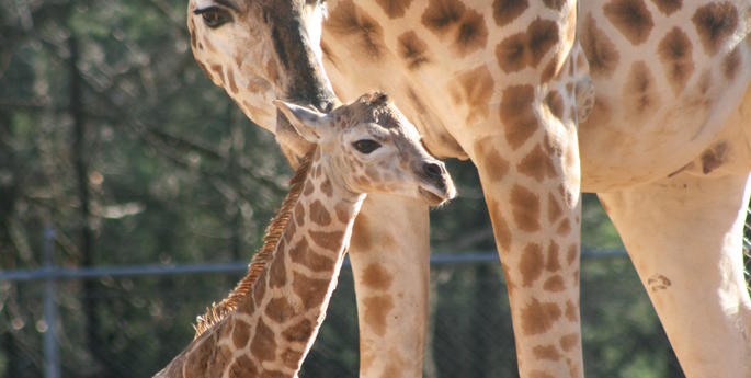 Giraffe numbers declining in the wild