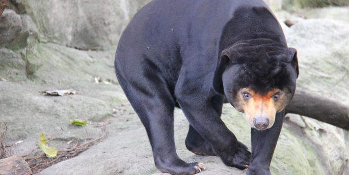 Wildlife Witness App and Mr. Hobbs