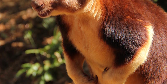 'Tree Kangaroo of Steel'