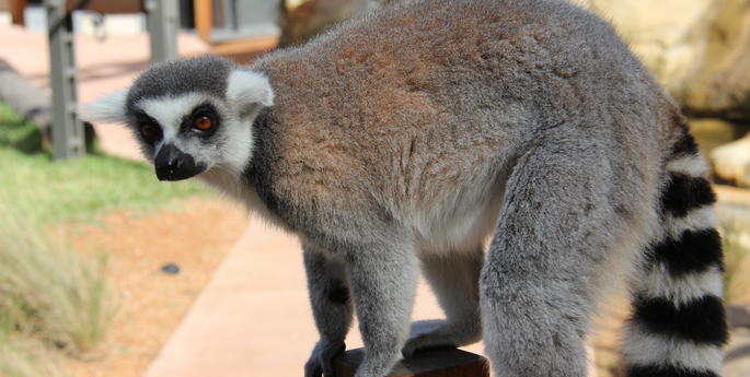 Update from Madagascar