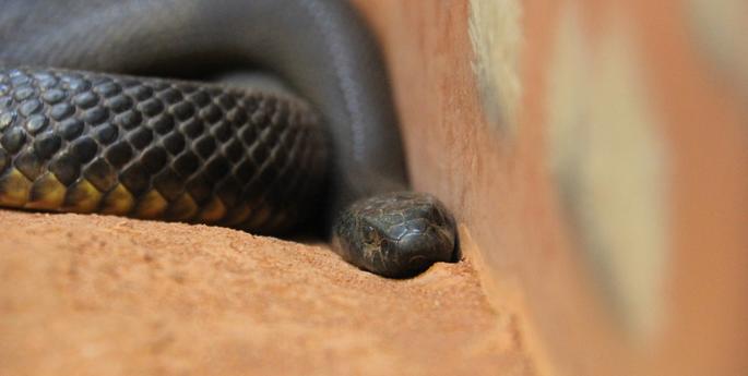 Meet the world's deadliest snake