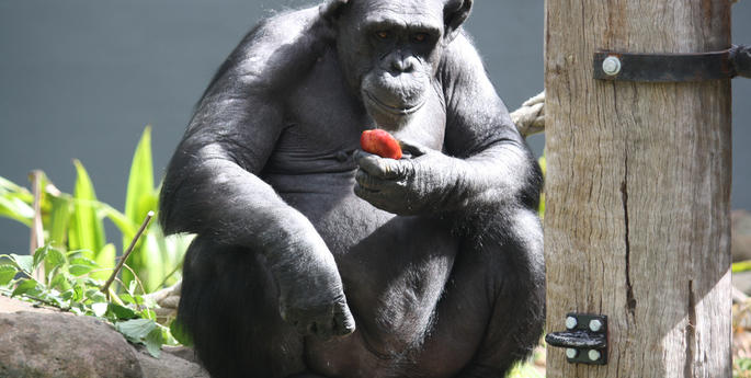 Koko and Kamili move to a temporary new home