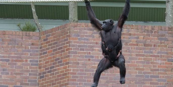 Chimps celebrate birthday milestones