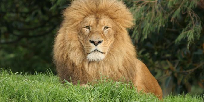 Zoo welcomes Lazarus