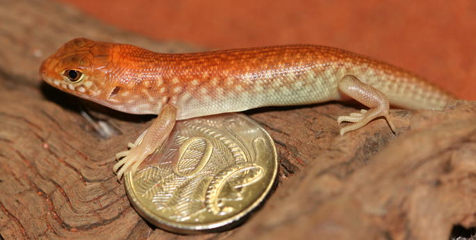 Taronga welcomes trio of ‘big’ babies